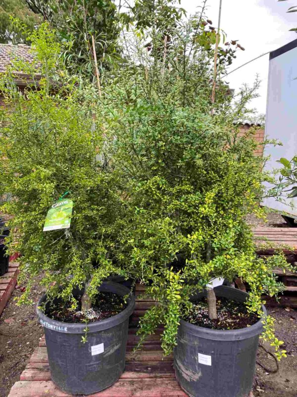 citrus-australasica