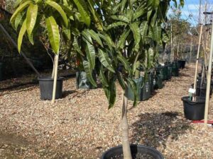 magnifera-indica-bowen