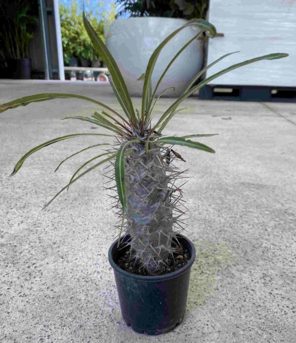 pachypodium-lamerei