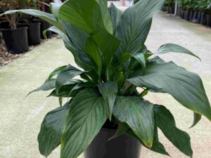 spathiphyllum-species