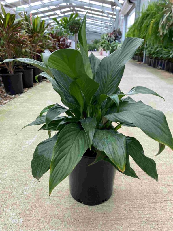 spathiphyllum-species