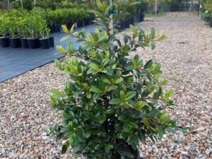 syzygium-australe-select-form
