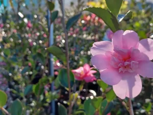 Camellia sasanqua flowering right now! Fill your next garden project with some winter colour.