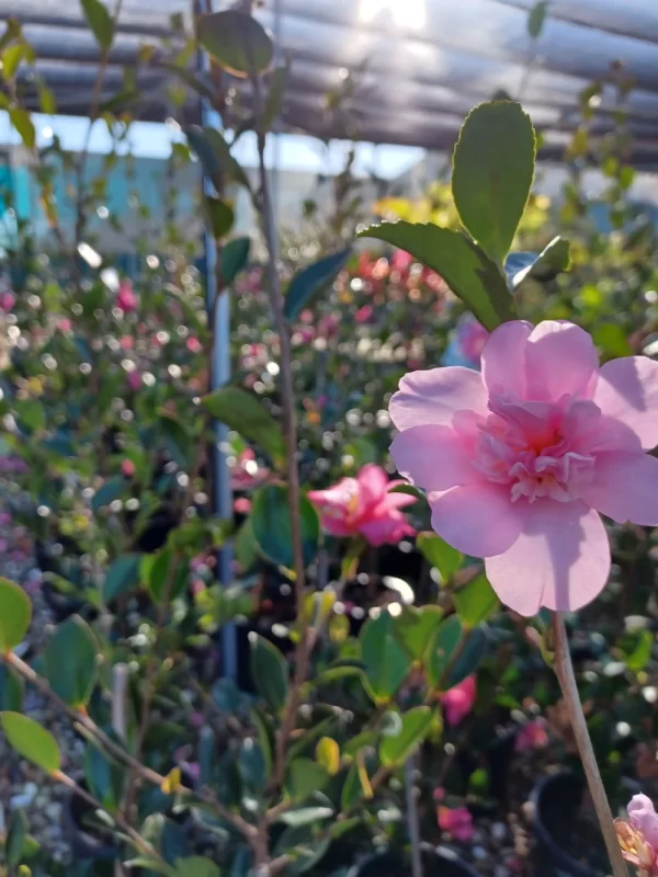 Camellia sasanqua flowering right now! Fill your next garden project with some winter colour.
