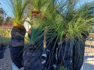 New Grass Trees Arrived This Week