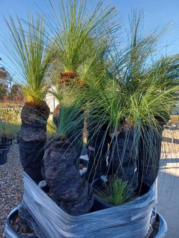 New Grass Trees Arrived This Week