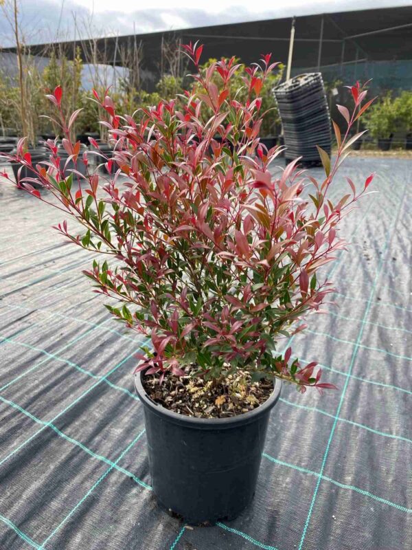 Acmena smithii 'Cherry Surprise'