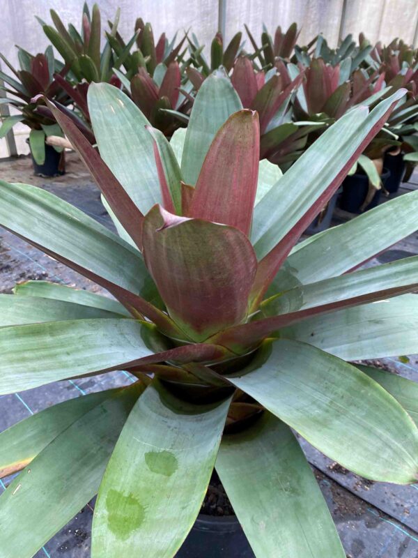 Alcantarea imperialis 'Rubra' - Image 2