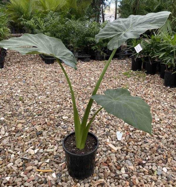 Alocasia macrorrhiza