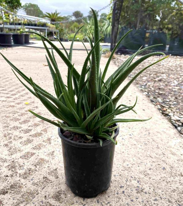 aloe-species