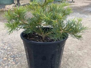Banksia spinulosa 'Birthday Candles'