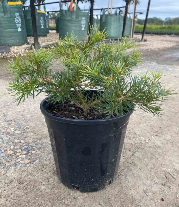 Banksia spinulosa 'Birthday Candles'
