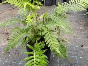 blechnum-cartilagineum