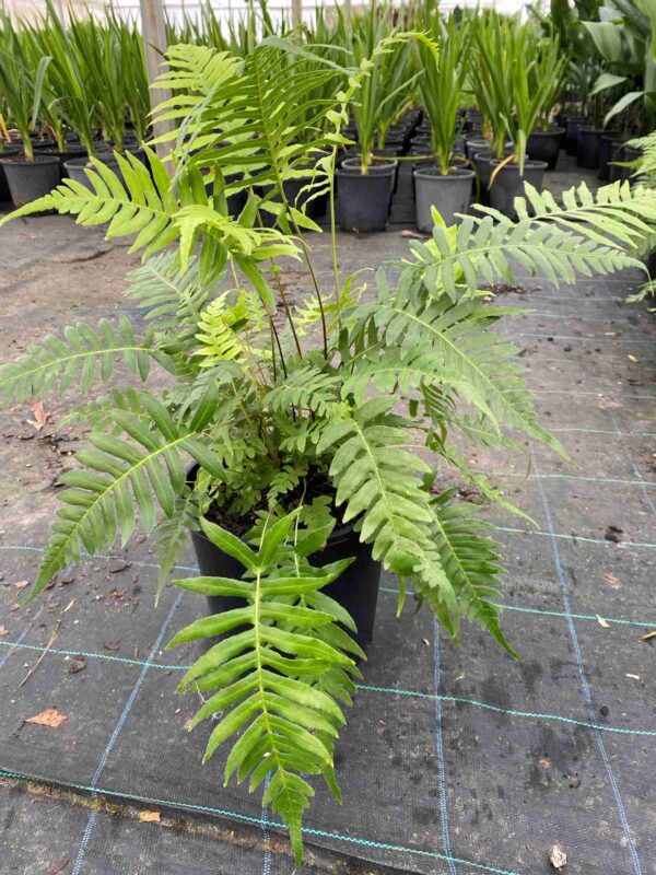 blechnum-cartilagineum