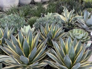 Cactus Varieties