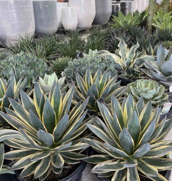 Cactus Varieties