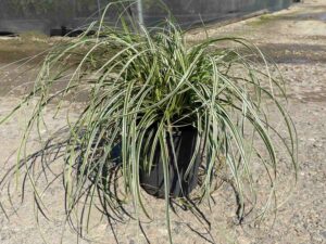 Carex oshimensis 'Feather Falls'