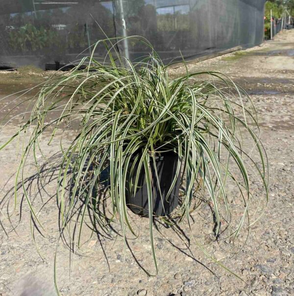 Carex oshimensis 'Feather Falls'