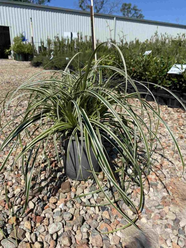 Carex oshimensis 'Feather Falls' - Image 2