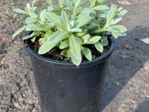 Cerastium tomentosum