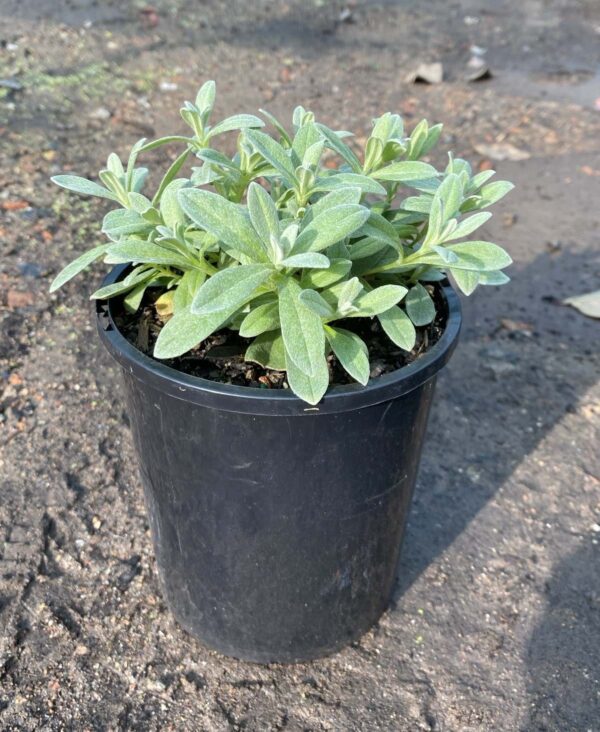 Cerastium tomentosum