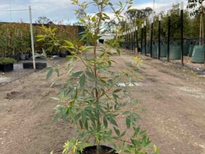 ceratopetalum-alburys-red