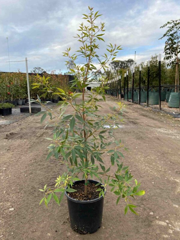 ceratopetalum-alburys-red