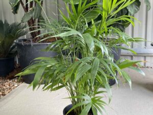 Chamaedorea atrovirens