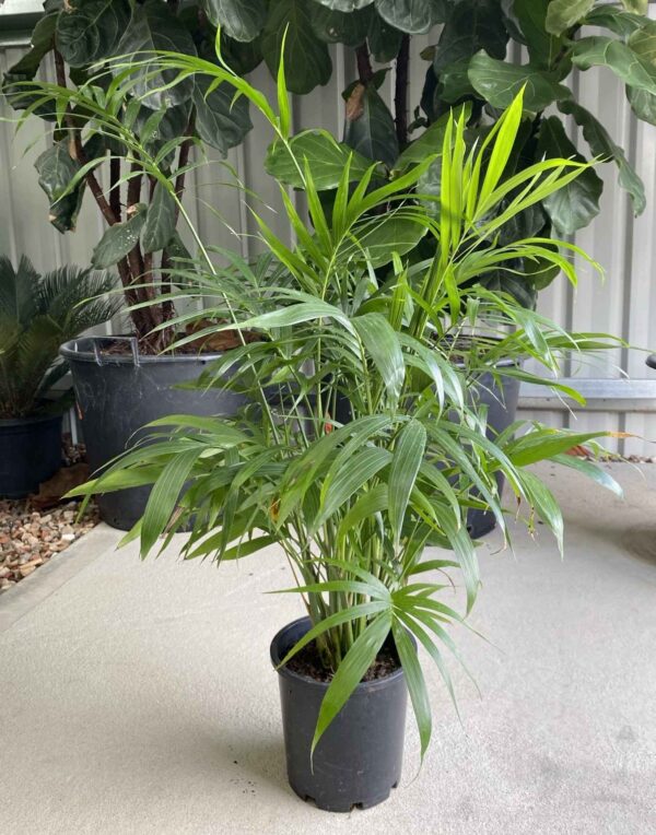 Chamaedorea atrovirens