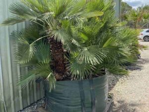 Chamaerops humilis