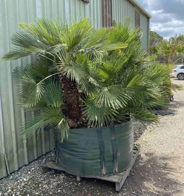 Chamaerops humilis