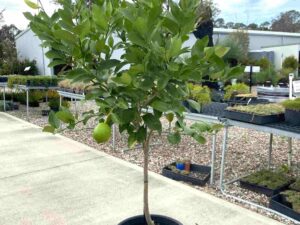 Citrus limon 'Meyer'