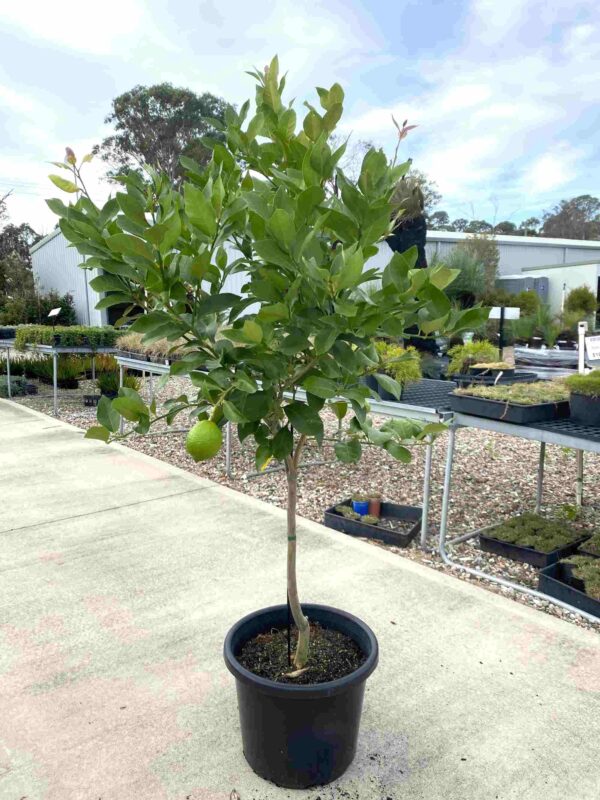 Citrus limon 'Meyer'