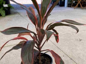 Cordyline fruticosa 'Tangelo'