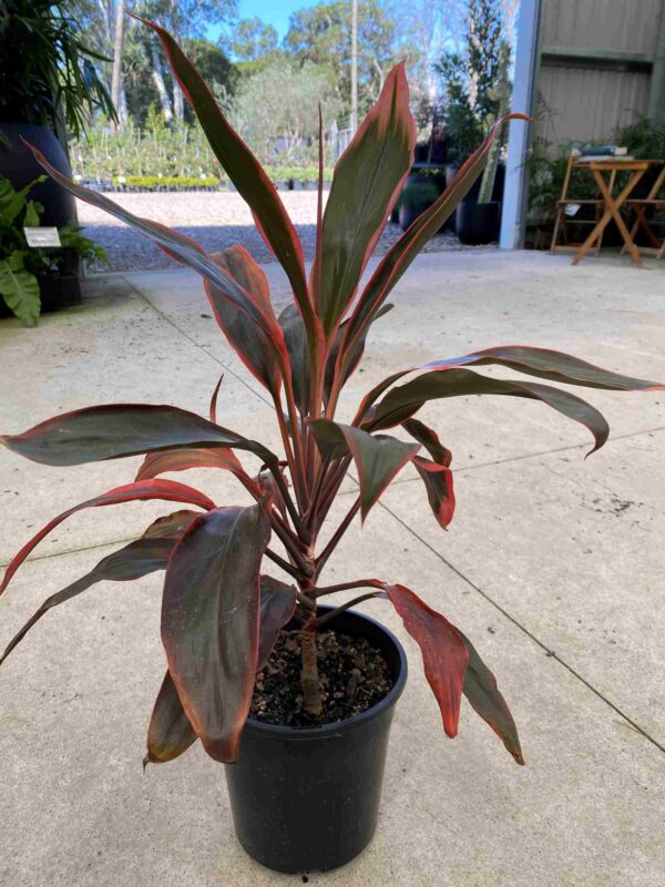 Cordyline fruticosa 'Tangelo'