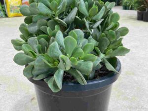 Crassula 'Bluebird'