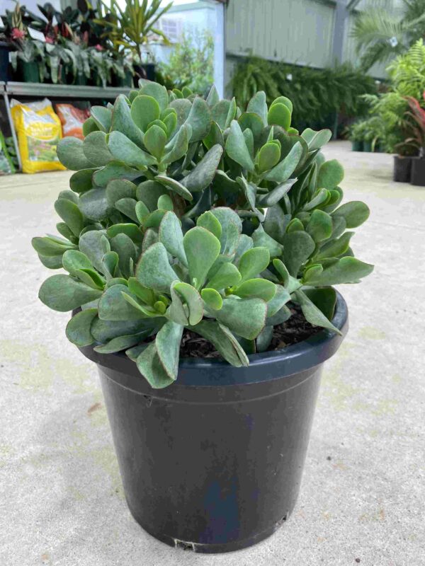 Crassula 'Bluebird'