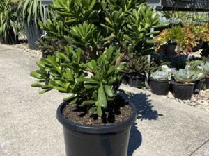 Crassula ovata 'Gollum'