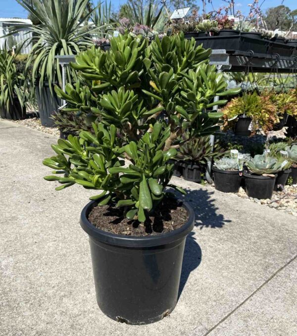 Crassula ovata 'Gollum'