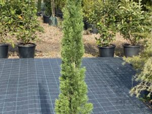 Cupressus sempervirens 'Stricta'