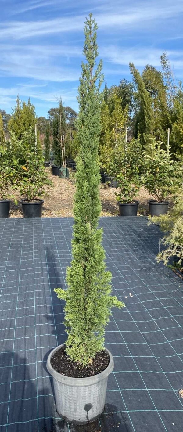 Cupressus sempervirens 'Stricta'