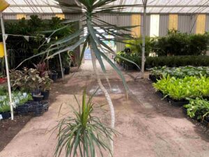 Dracaena marginata