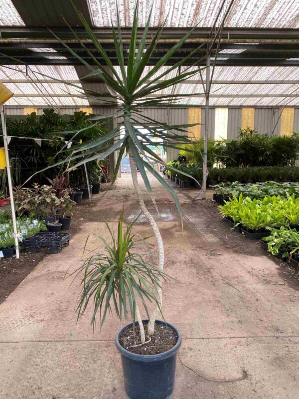 Dracaena marginata
