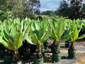 Ensete ventricosum