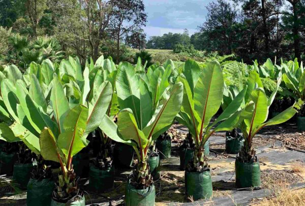 Ensete ventricosum