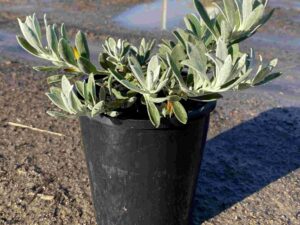 eremophila-glabra-blue-horizon