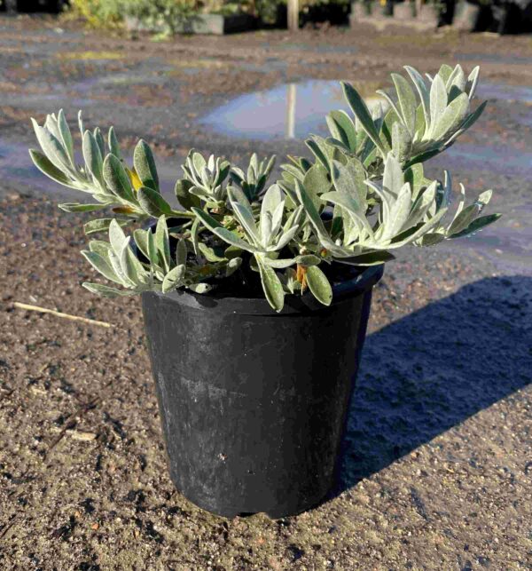 eremophila-glabra-blue-horizon