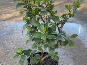 Escallonia iveyi