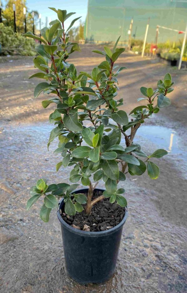 Escallonia iveyi