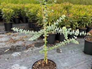 Eucalyptus 'Baby Blue'